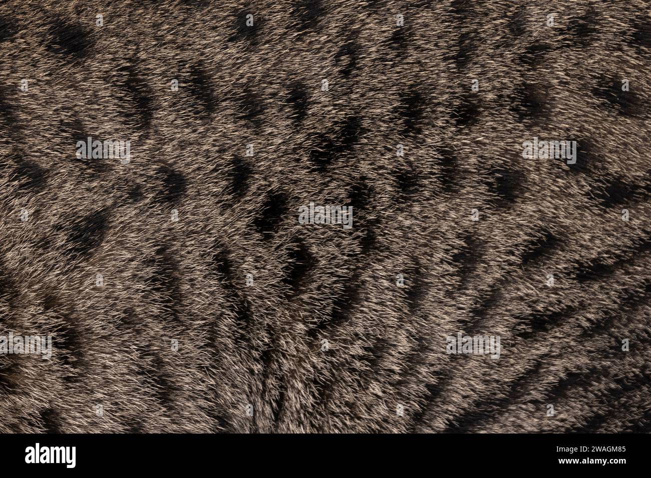 Full frame macro detailed  image of brown with black spotted domestic Savannah cat fur. Stock Photo