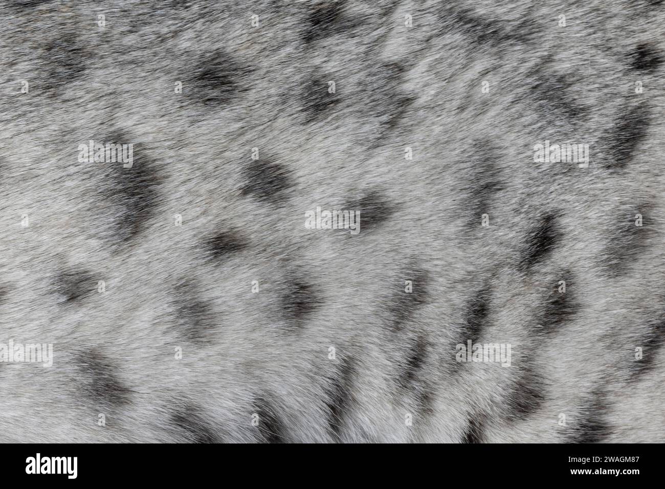 Full frame macro detailed  image of light silver with black spotted domestic Savannah cat fur. Stock Photo