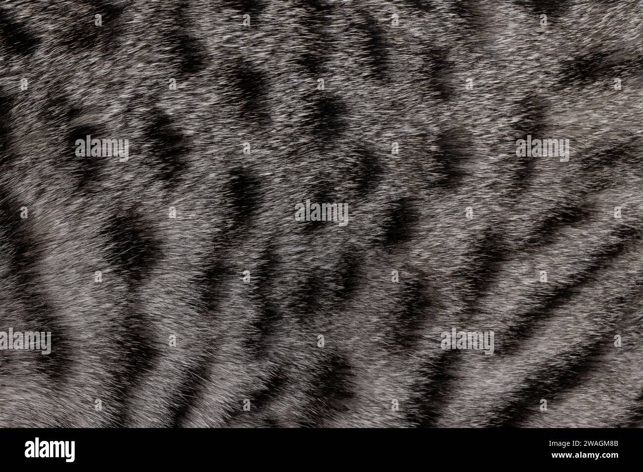 Full frame macro detailed  image of dark silver with black spotted domestic Savannah cat fur. Stock Photo