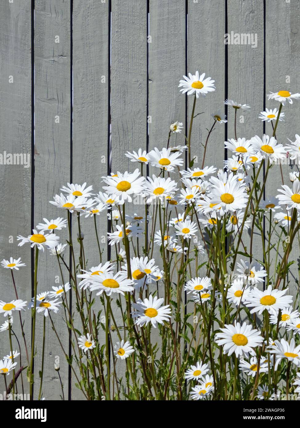 Daisies with white flowers in front of wooden fence painted gray Stock Photo