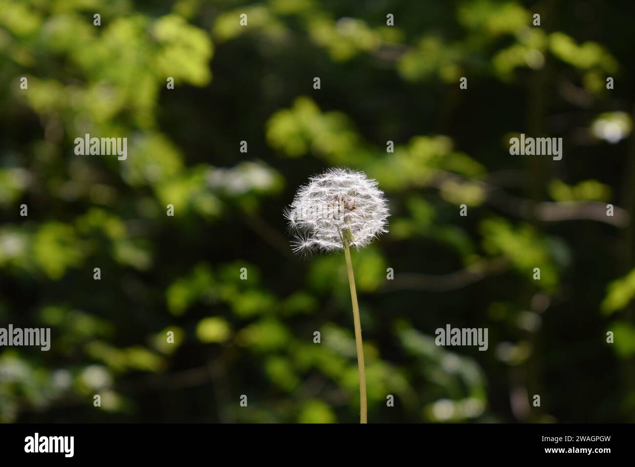 A close up of a dandelion seedhead Stock Photo