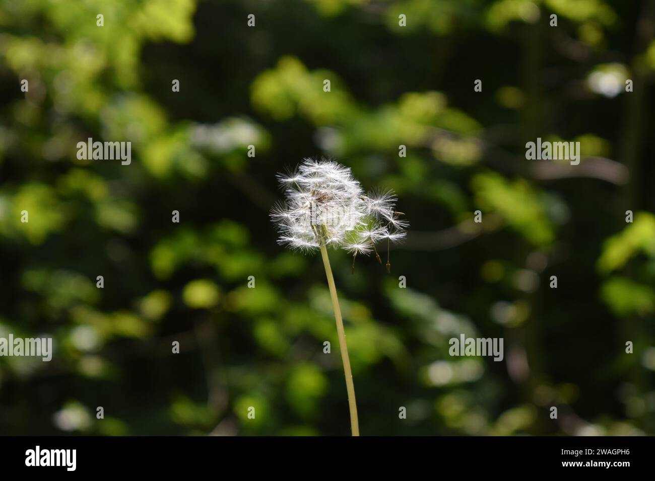 A dandelion seedhead with spores seperating in the wind Stock Photo