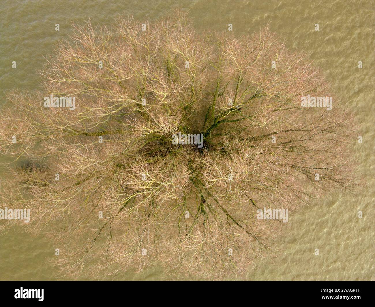 Submerged trees due flooding hi-res stock photography and images - Alamy