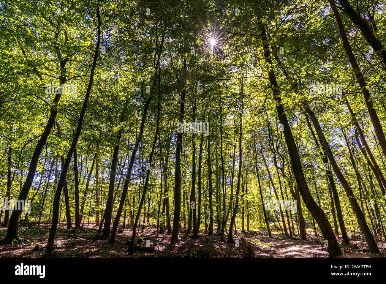 Waldgebiet Die Haard, im nördlichen Ruhrgebiet, grenzt an das Münsterland, gehört zum Naturpark Hohe Mark, rund 55 Km2 groß, Mischwald, NRW, Deutschla Stock Photo
