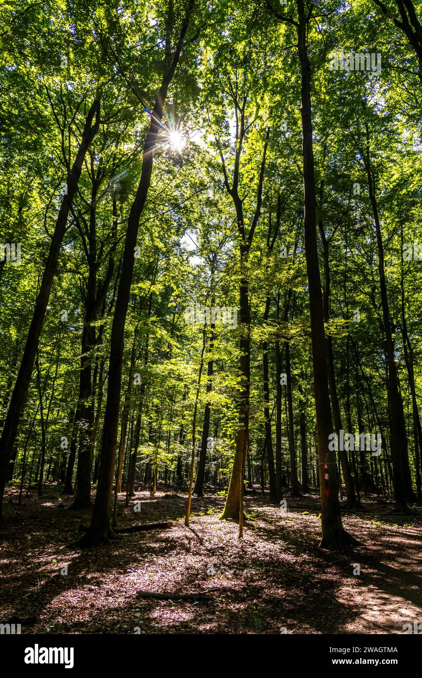 Waldgebiet Die Haard, im nördlichen Ruhrgebiet, grenzt an das Münsterland, gehört zum Naturpark Hohe Mark, rund 55 Km2 groß, Mischwald, NRW, Deutschla Stock Photo