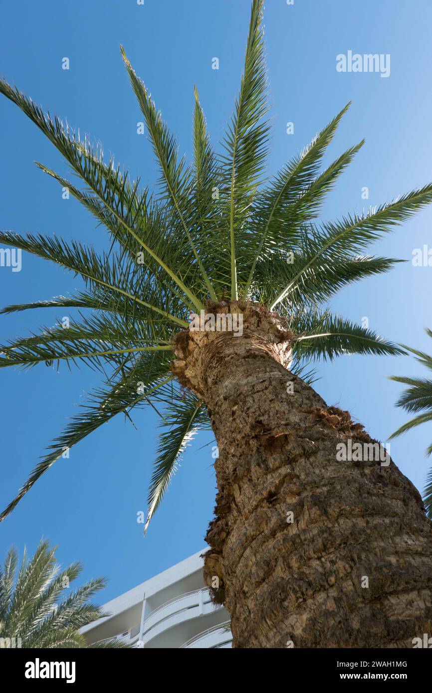 Kanarische Dattelpalme (Phoenix canariensis), Ansicht von unten Stock Photo