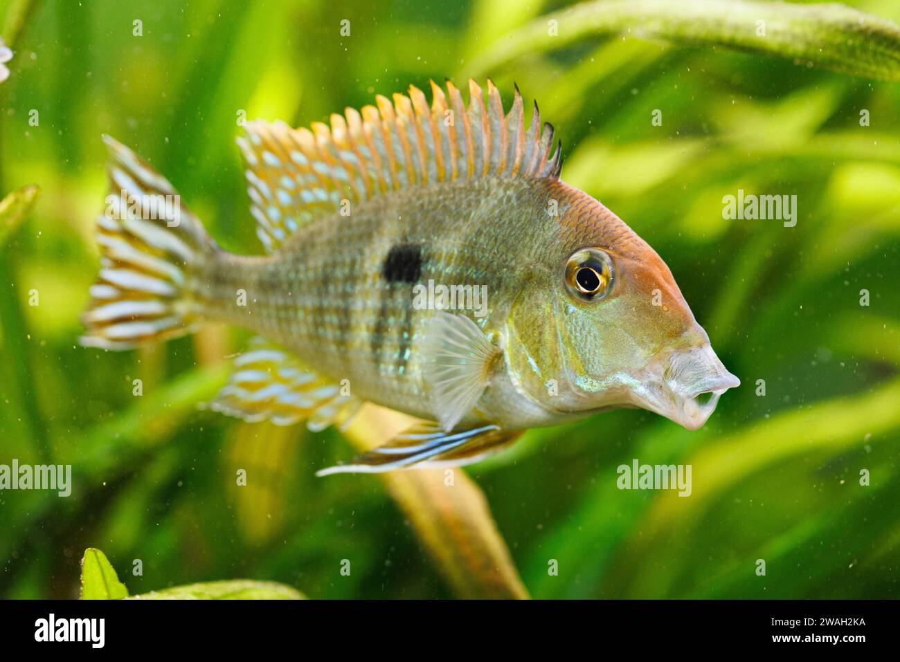Red Head Tapajos (Geophagus pyrocephalus), swimming male, side view Stock Photo