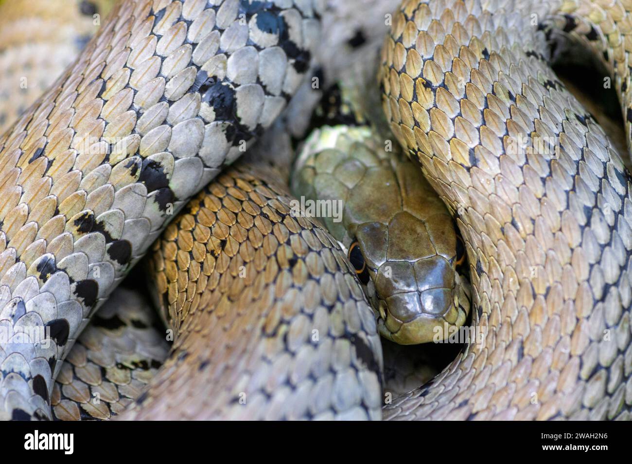 barred grass snake (Natrix natrix helvetica, Natrix helvetica), coiled up, looking toward camera, France, Le Mans Stock Photo