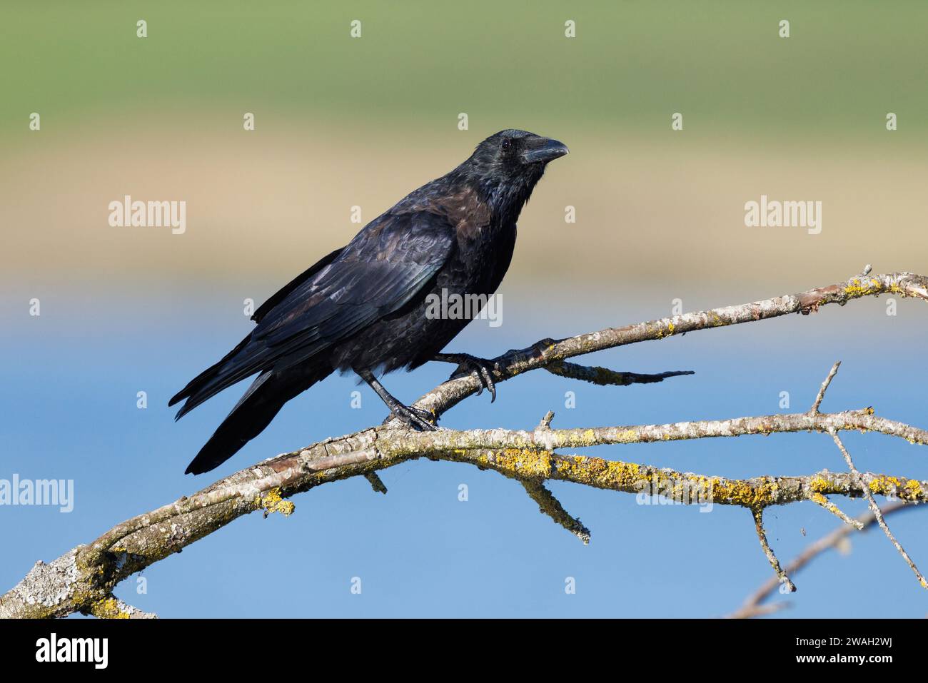 Carrion crow (Corvus corone, Corvus corone corone), perching on a lichened dead branch on the lakeside, side view, Germany, Bavaria, Lake Chiemsee Stock Photo