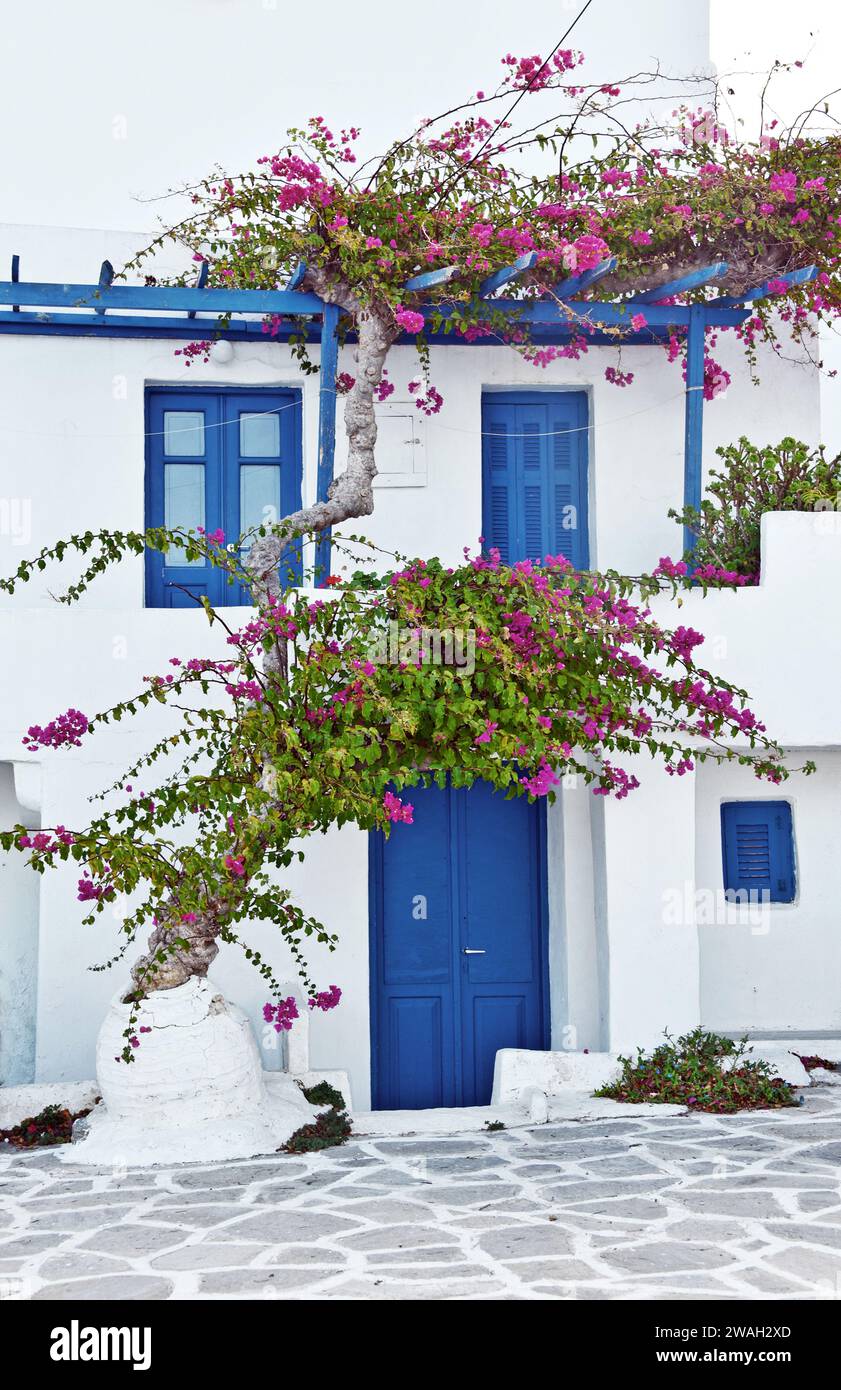 paper plant, four-o'clock (Bougainvillea spec.), typical house in the village of Paros, Greece, Cyclades, Paros Stock Photo