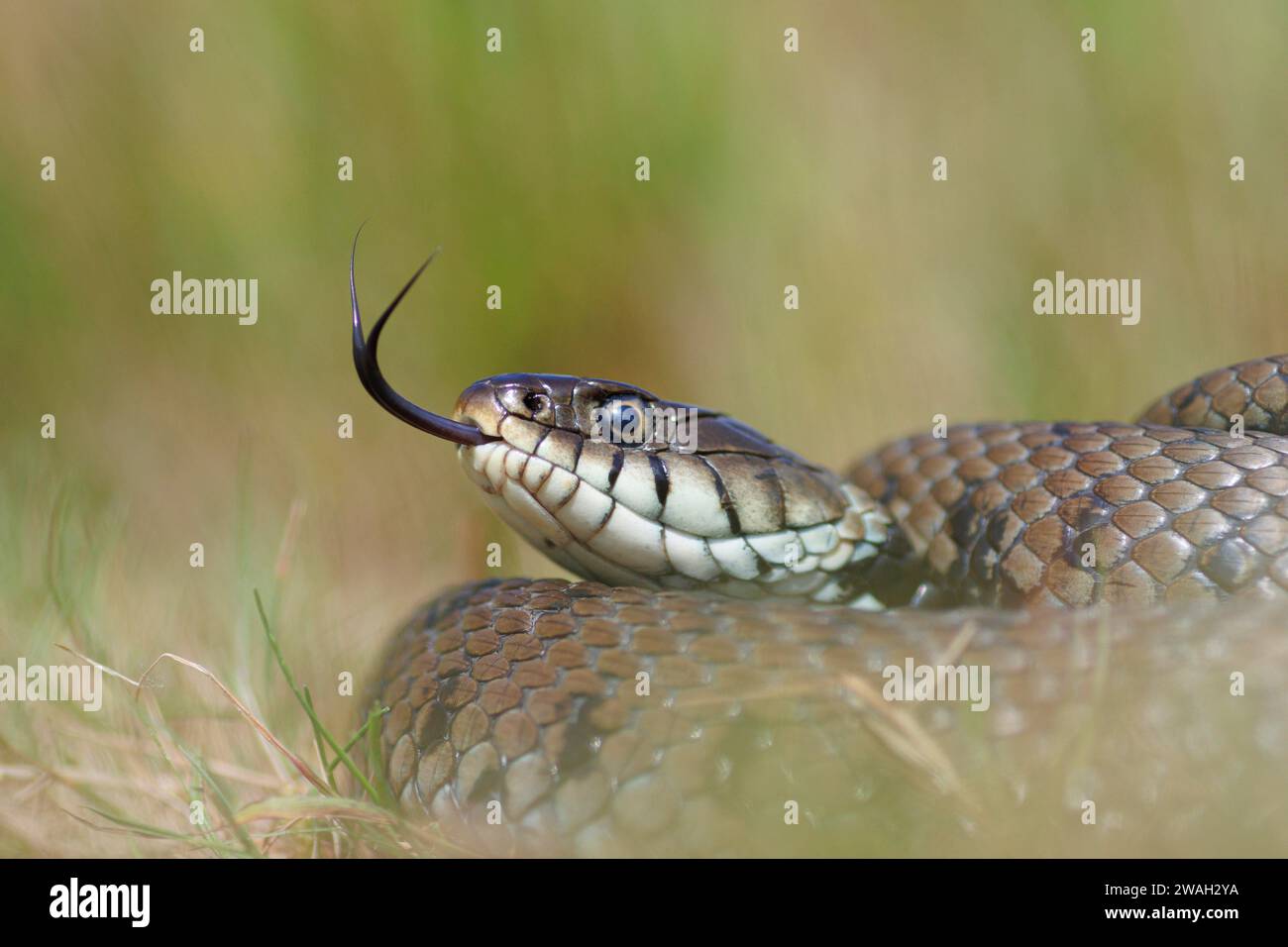 barred grass snake (Natrix natrix helvetica, Natrix helvetica), darting its tongue in and out, portrait, France, Le Mans Stock Photo
