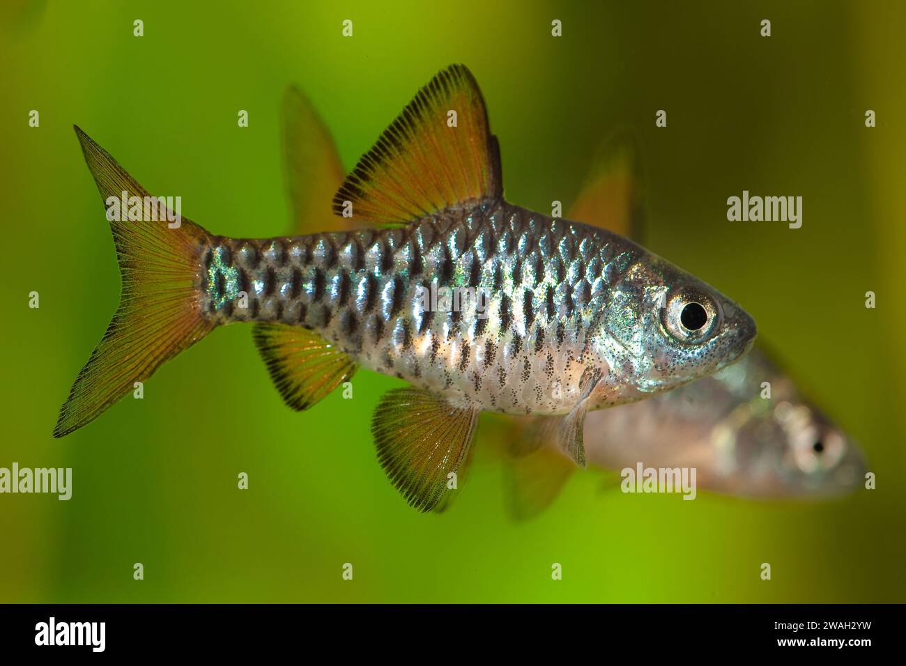 Checkered barb, Checkerboard, Island barb (Oliotius oligolepis, Puntius oligolepis, Capoeta oligolepis), impressing, side view Stock Photo
