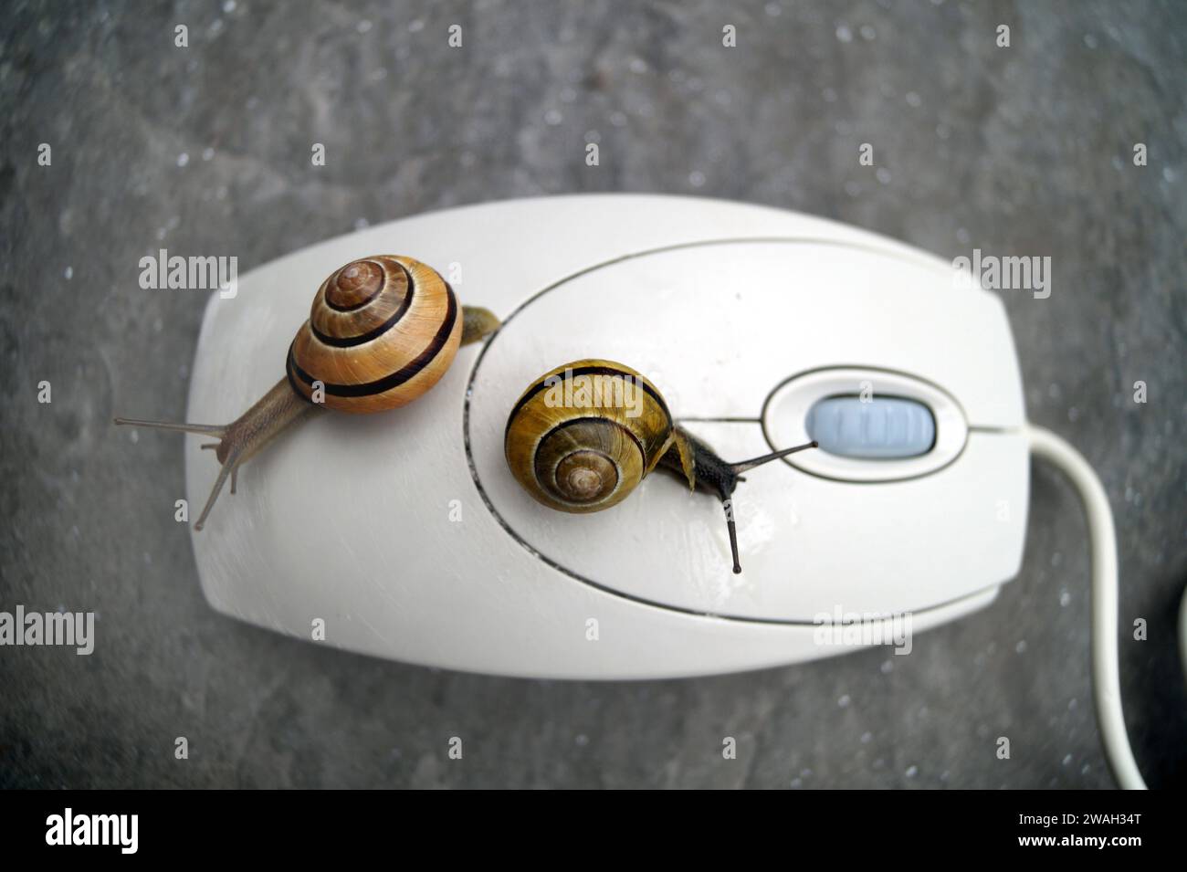 snails on computer mouse, symbolic image of a slow PC Stock Photo Alamy