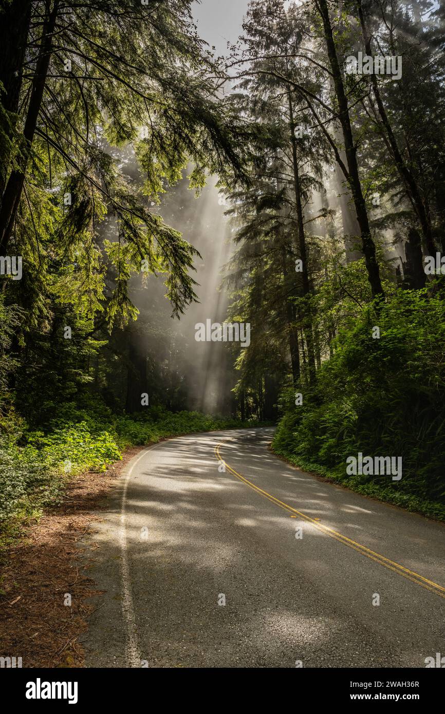 Light Rays Fall Through The Canopy Of Redwood Down To The Roadway in Redwood National Park Stock Photo