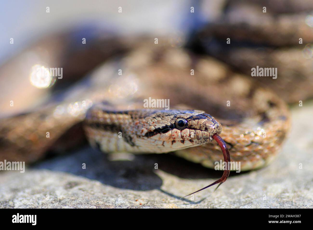 southern smooth snake, Bordeaux snake (Coronella girondica), darting its tongue in and out, portrait, France Stock Photo