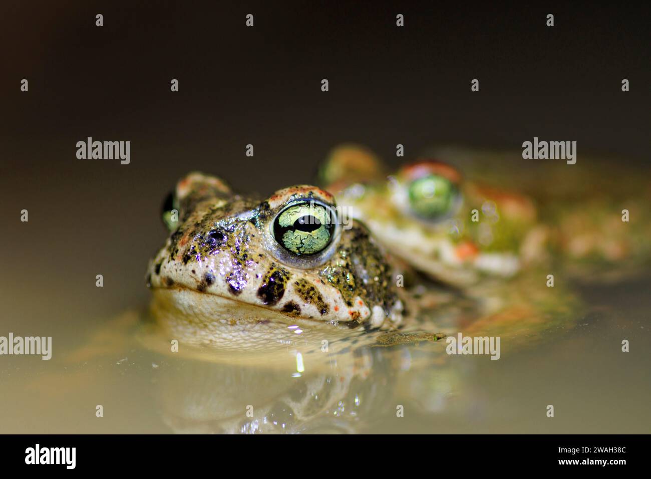 natterjack toad, natterjack, British toad (Bufo calamita, Epidalea calamita), natterjack pair in amplexus, France, Ramatuelle Stock Photo
