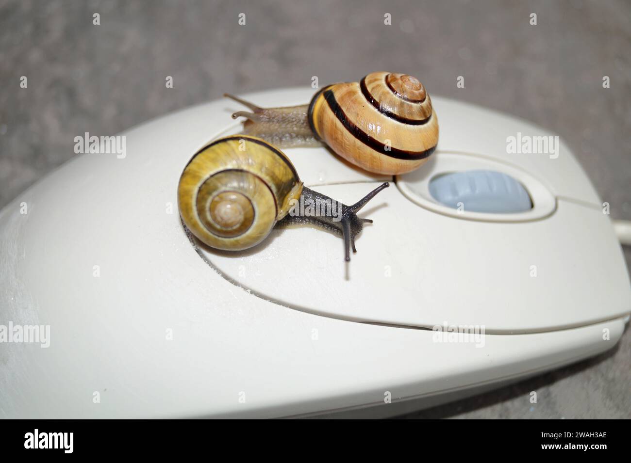 snails on computer mouse, symbolic image of a slow PC Stock Photo Alamy