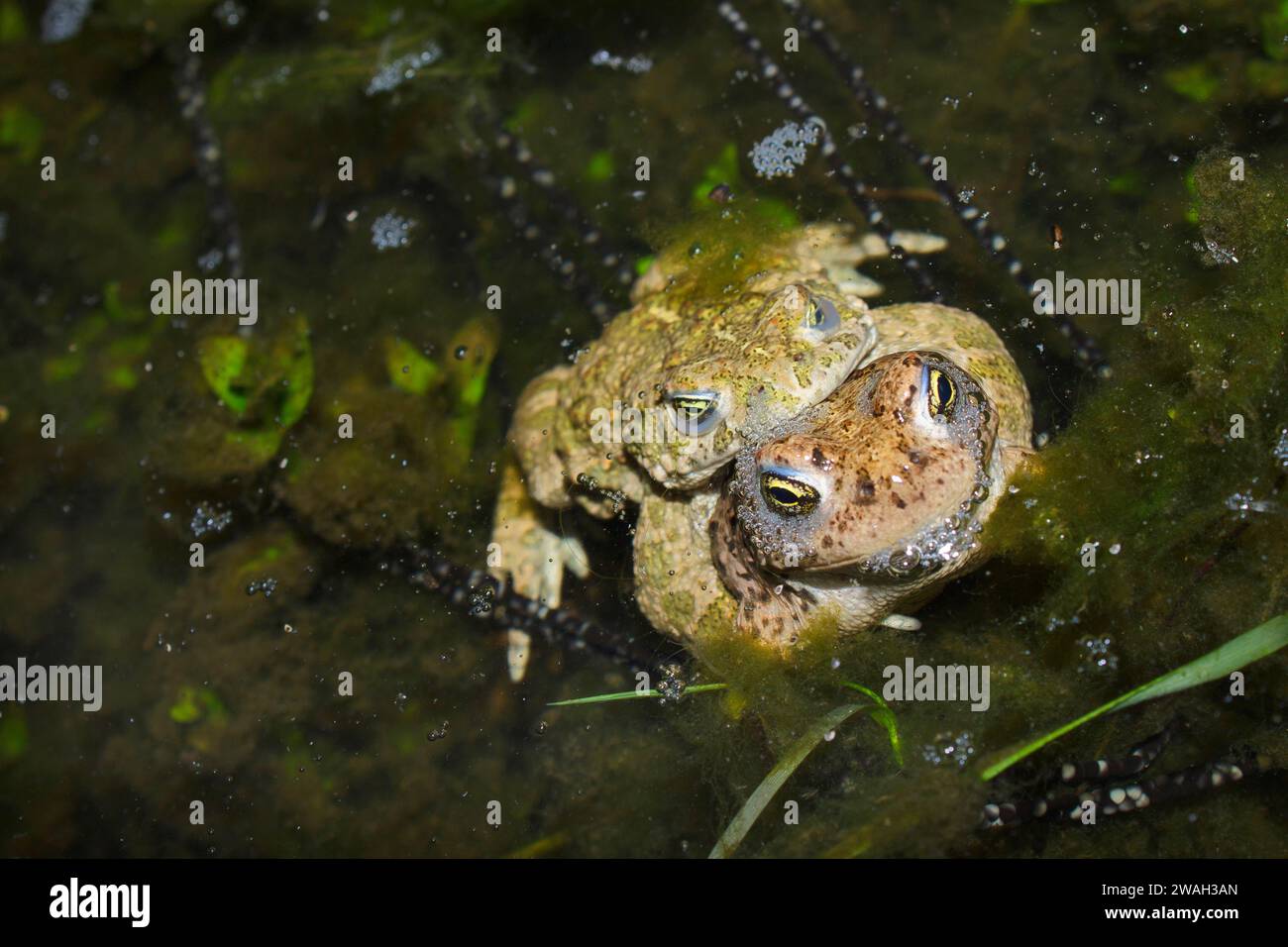 natterjack toad, natterjack, British toad (Bufo calamita, Epidalea calamita), pair of natterjack toads in amplexus in the spawning waters, France, Bri Stock Photo