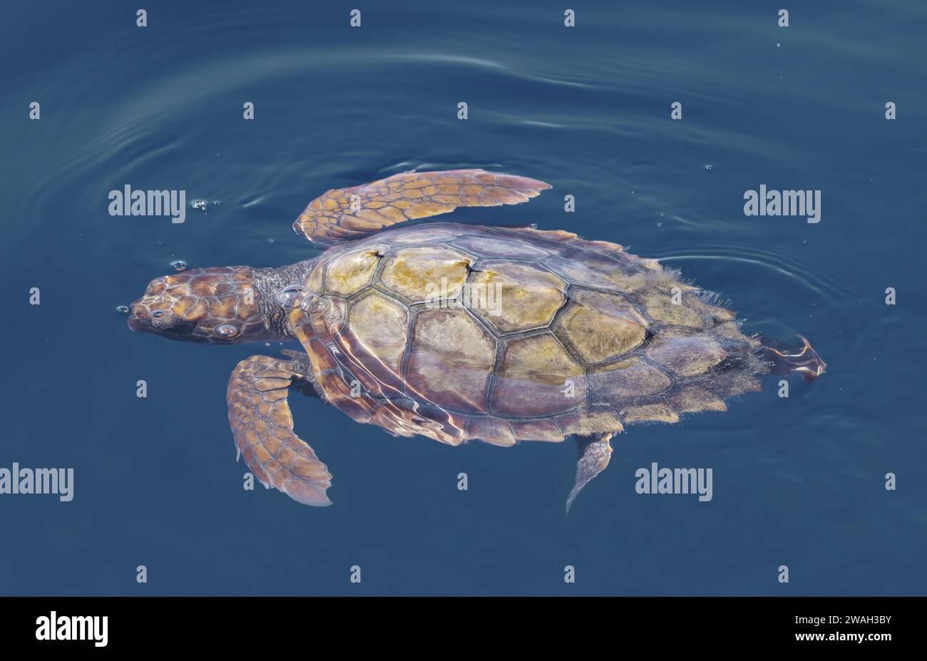 loggerhead sea turtle, loggerhead (Caretta caretta), swimming on the surface of the water, France, Sanary Stock Photo