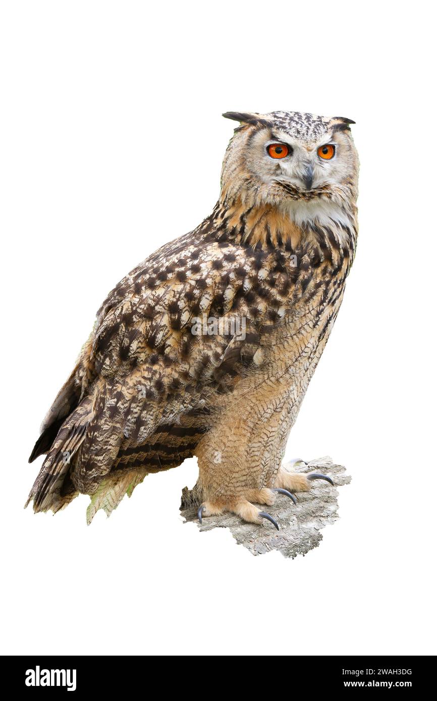 cut out of single Eurasian eagle owl, Bubo bubo, standing on ground, Europe Stock Photo
