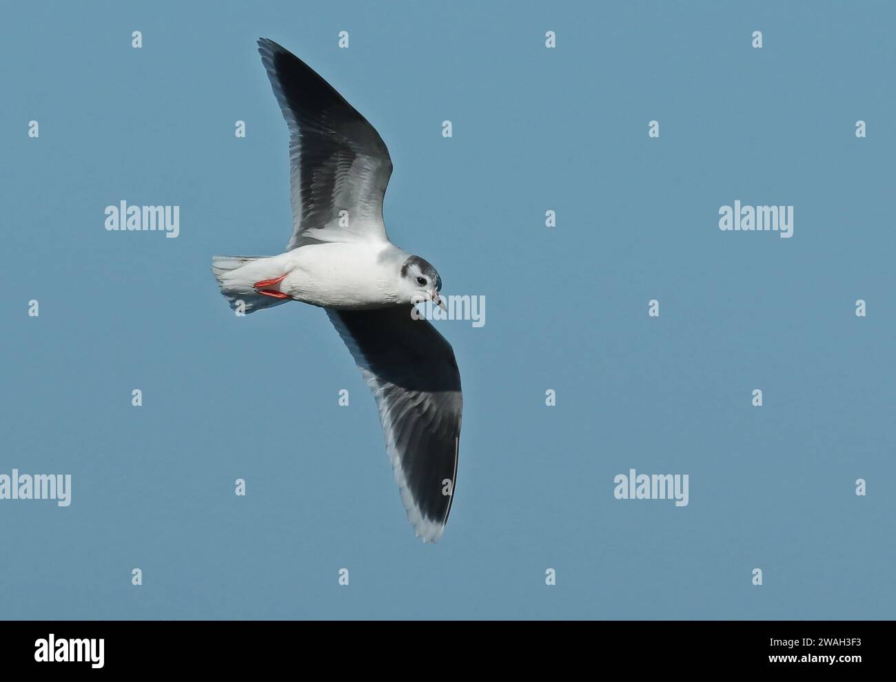 little gull (Hydrocoloeus minutus, Larus minutus), Adult in winterplumage in flight, Netherlands, Northern Netherlands, Vatrop, Den Oever Stock Photo