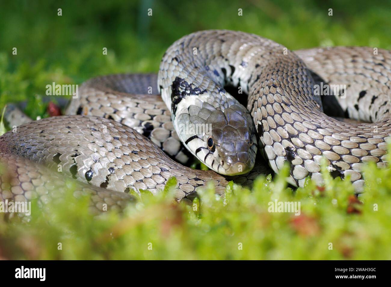 barred grass snake (Natrix natrix helvetica, Natrix helvetica), lying coiled up in moss, looking toward camera, France, Le Mans Stock Photo