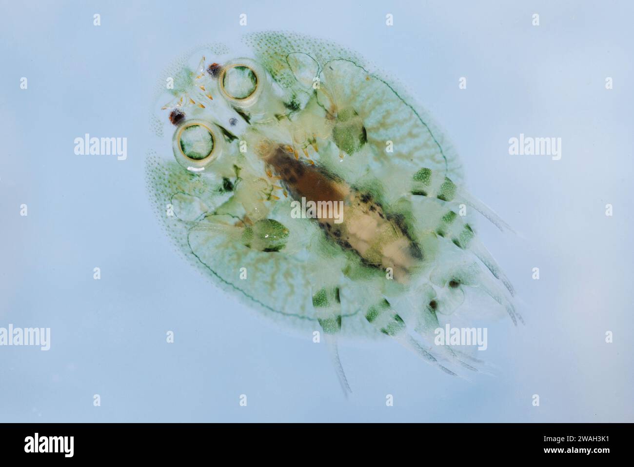 Carp louse (Argulus foliaceus), full-length portrait, macro shot Stock Photo