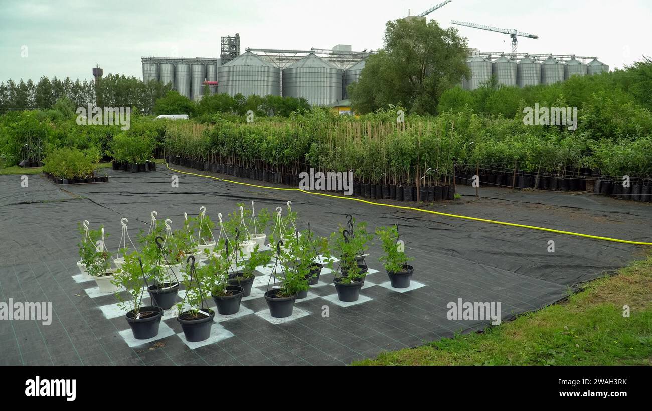 Plant seedlings are displayed in a nursery marketplace. The seedling varieties, fruit trees, and berry shrubs are sold in a natural agricultural envir Stock Photo