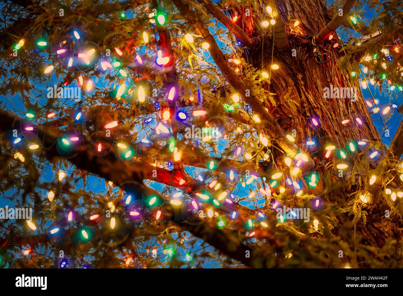 Closeup of large pine tree branches with colorful Christmas lights. Stock Photo