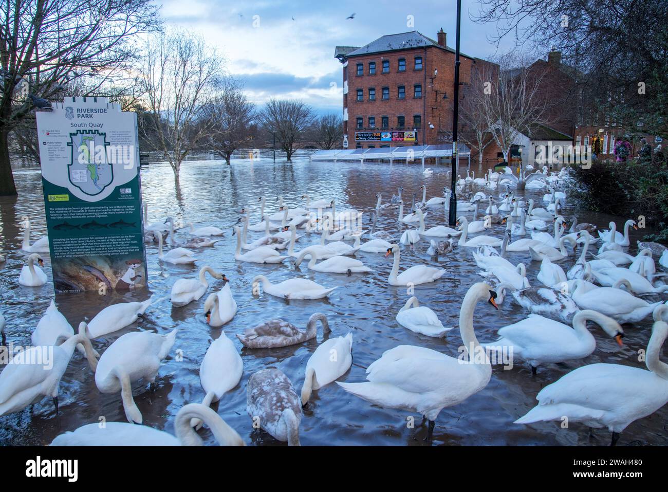Floods from burst banks of the River Severn cause chaos for Worcester busineses and residents. Stock Photo