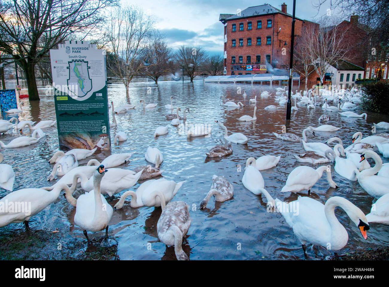 Worcester,Worcestershire,UKJanuary 03 2024Severe flooding caused by