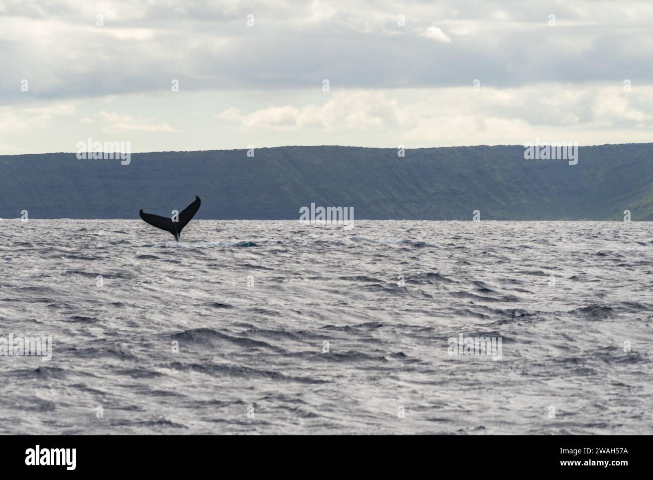 Humpback whale tail scenic hi-res stock photography and images - Alamy