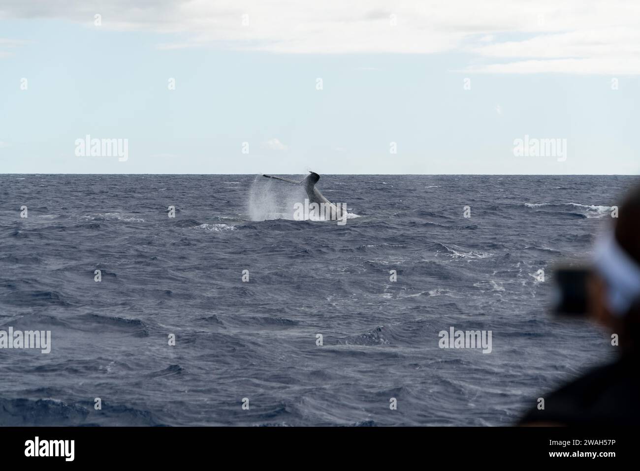 Capturing a whale's tail on a Maui ocean adventure Stock Photo - Alamy