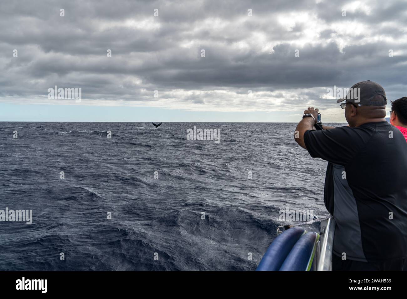 Tourist capturing the elusive whale tail in Maui's waters Stock Photo ...