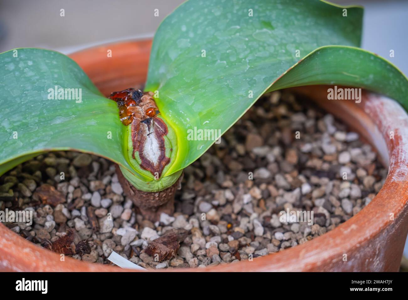 Welwitschia mirabilis, ancient endemic desert plant on pot. Stock Photo