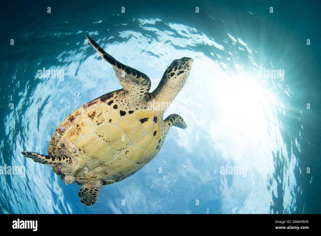 A Hawksbill sea turtle, Eretmochelys imbricata, swims just under the ocean's surface in Raja Ampat. This beautiful reptile is an endangered species. Stock Photo