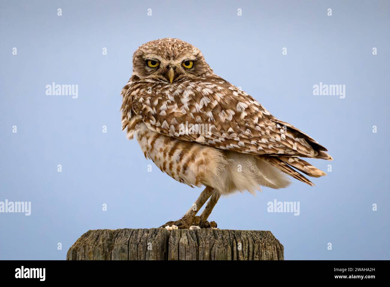 Burrowing Owl on sign post, Sage Creek Rim Road, Badlands National Park, South Dakota. Stock Photo