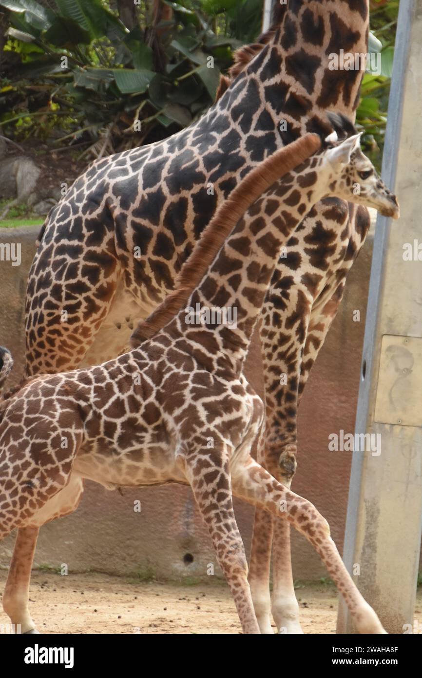 los-angeles-california-usa-2nd-january-2024-baby-maasai-giraffe