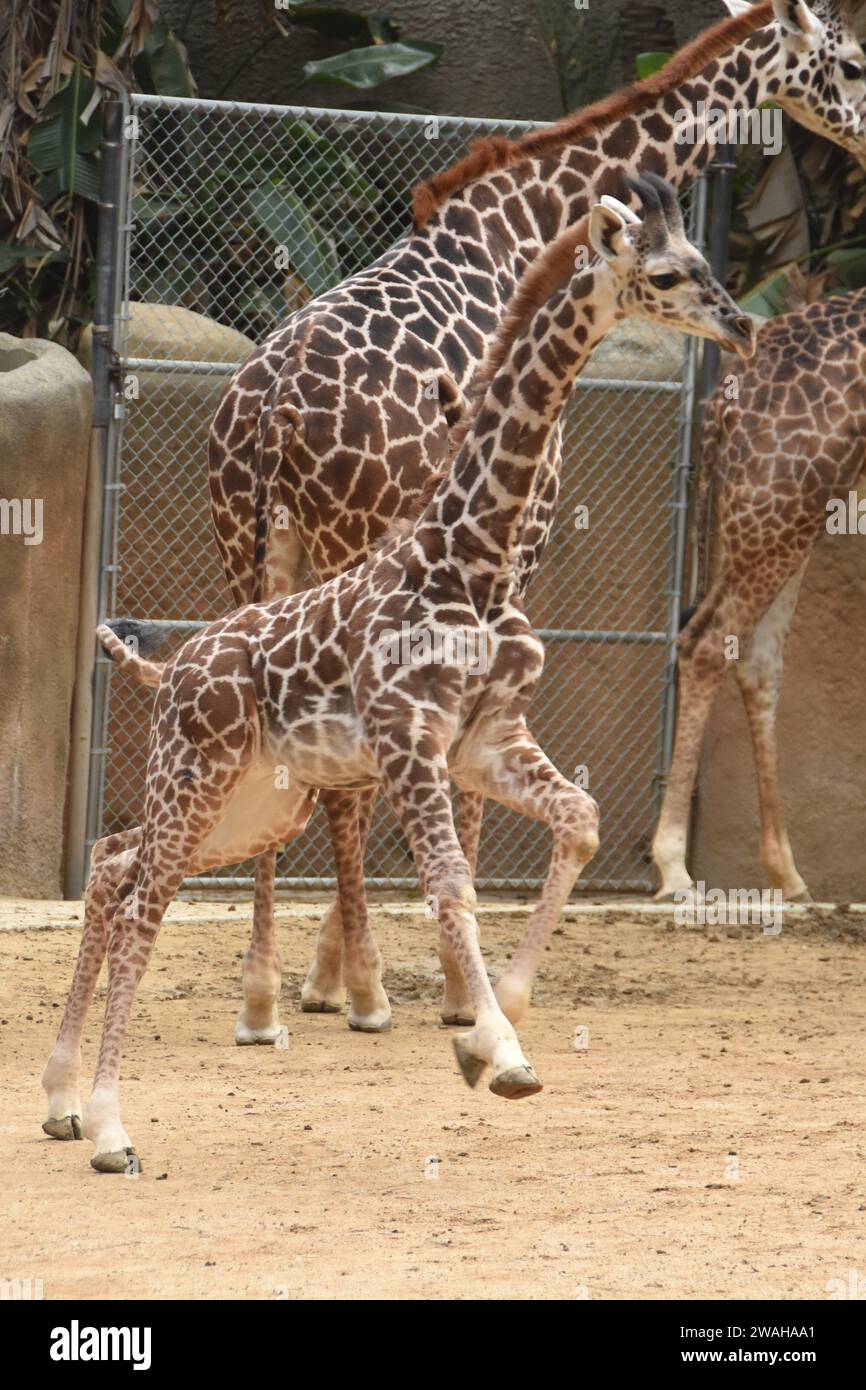 los-angeles-california-usa-2nd-january-2024-baby-maasai-giraffe
