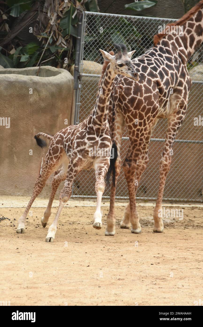 Los Angeles California USA 2nd January 2024 Baby Maasai Giraffe los-angeles-california-usa-2nd-january-2024-baby-maasai-giraffe
