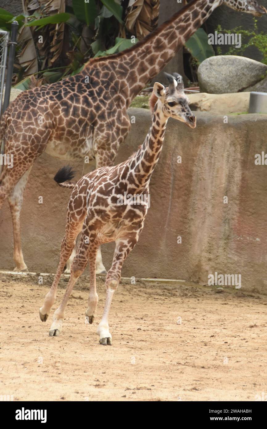 los-angeles-california-usa-2nd-january-2024-baby-maasai-giraffe