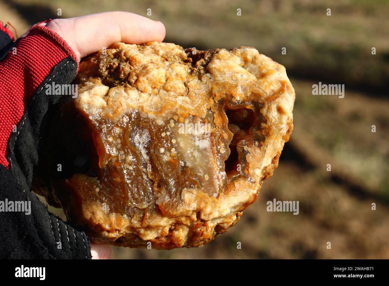 Raw unprocessed agate in hand, searching for stones and minerals Stock Photo