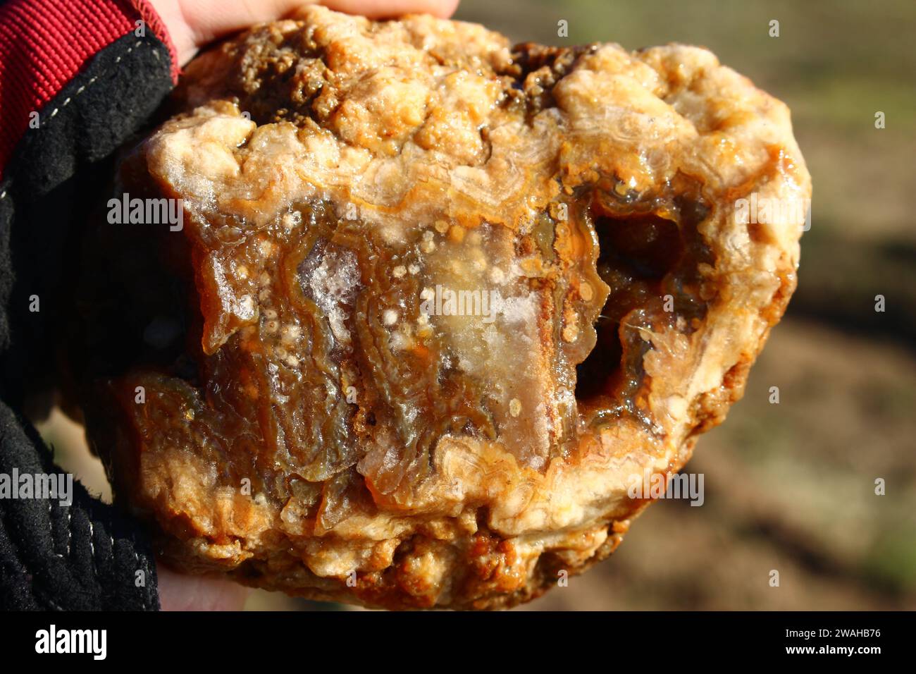 Raw unprocessed agate in hand, searching for stones and minerals Stock Photo