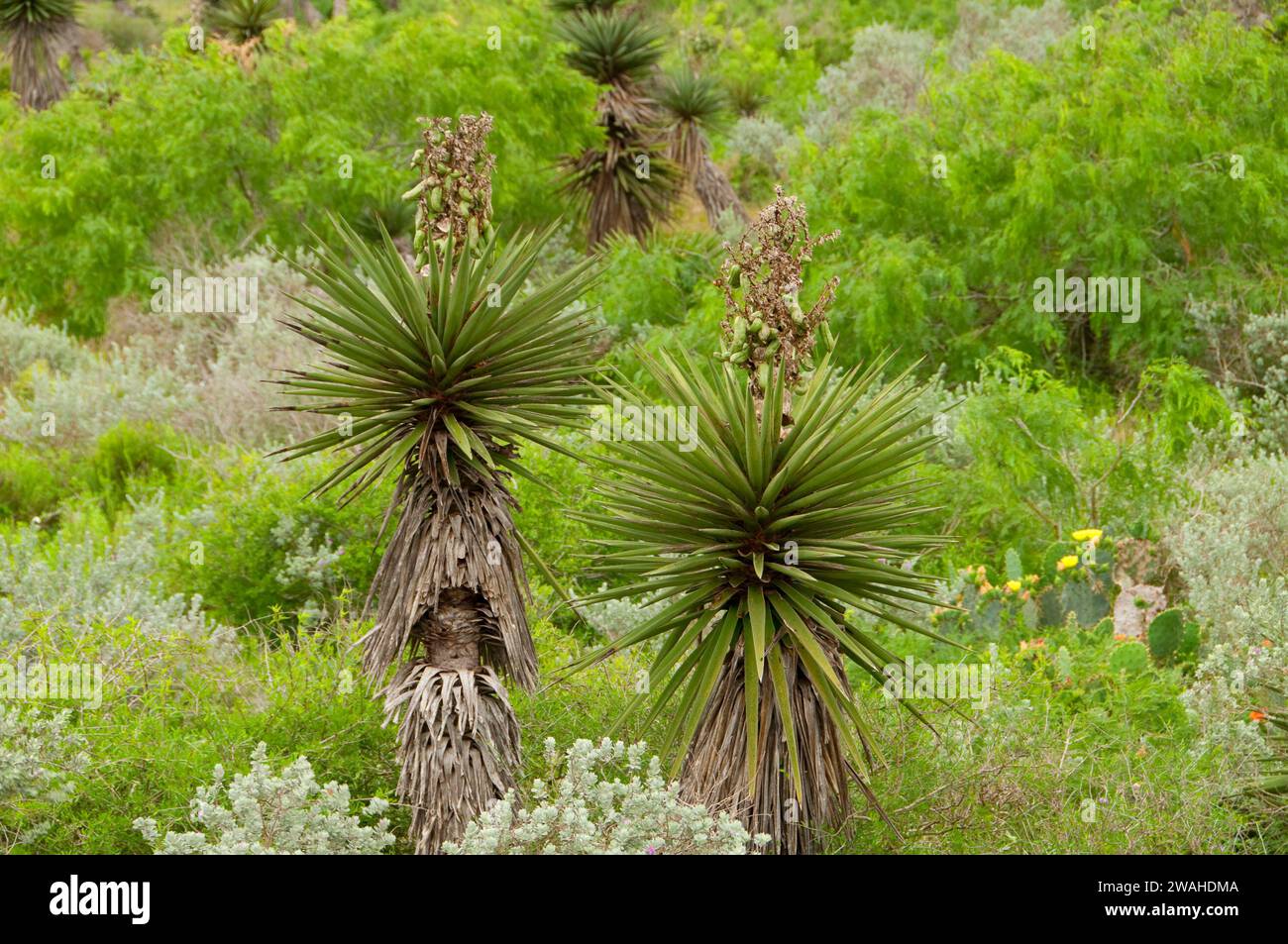 Yucca along Bayside Drive, Laguna Atascosa National Wildlife Refuge