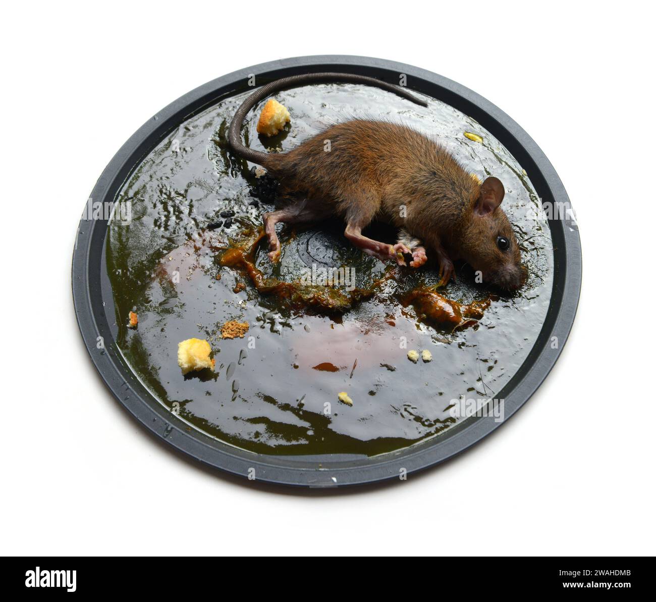 Rat brown dead was glued on Glue Trap boar on a white background Stock ...