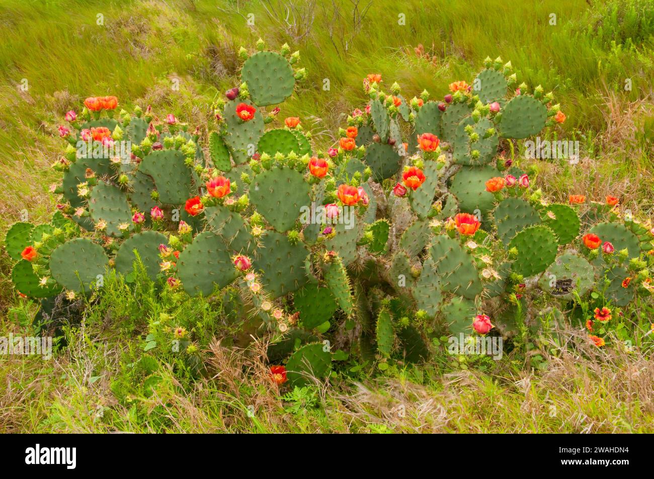 Prickly pear along Bayside Drive, Laguna Atascosa National Wildlife