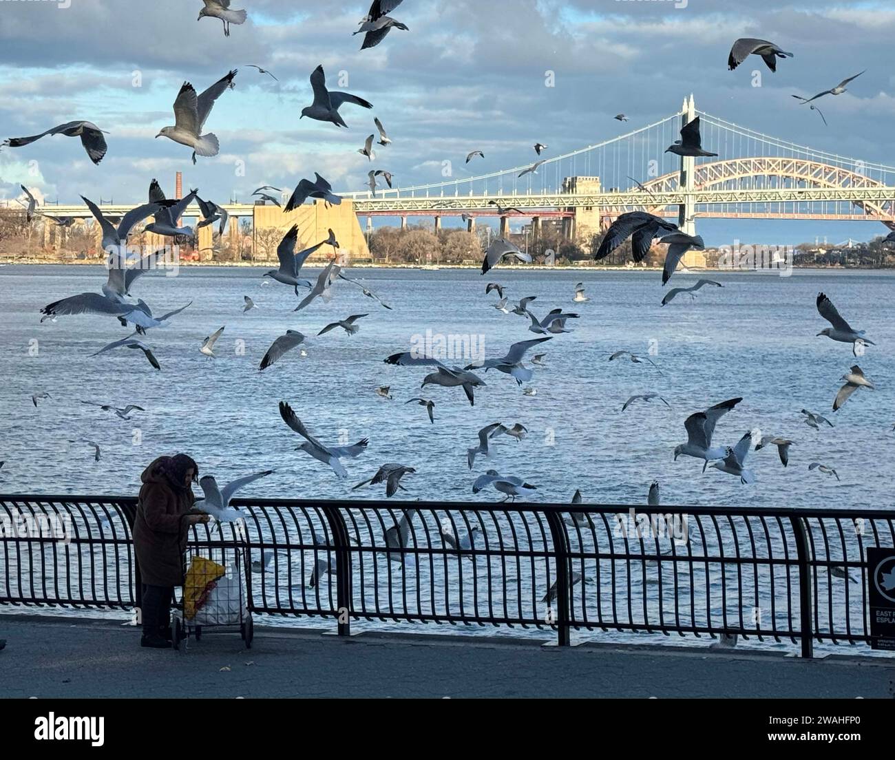 January 4, 2024, New York, New York, USA: A ninety year old woman feeds ...