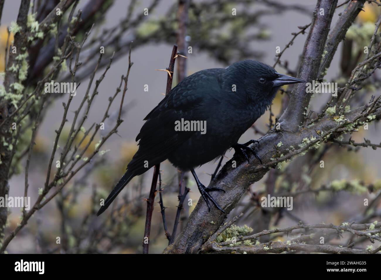 austral blackbird hidden in a bush Stock Photo
