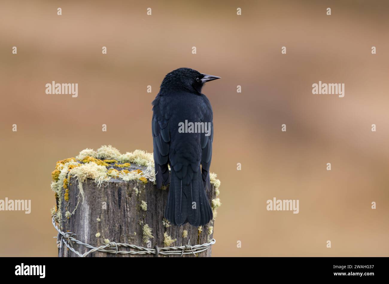 austral blackbird standing on a pole Stock Photo