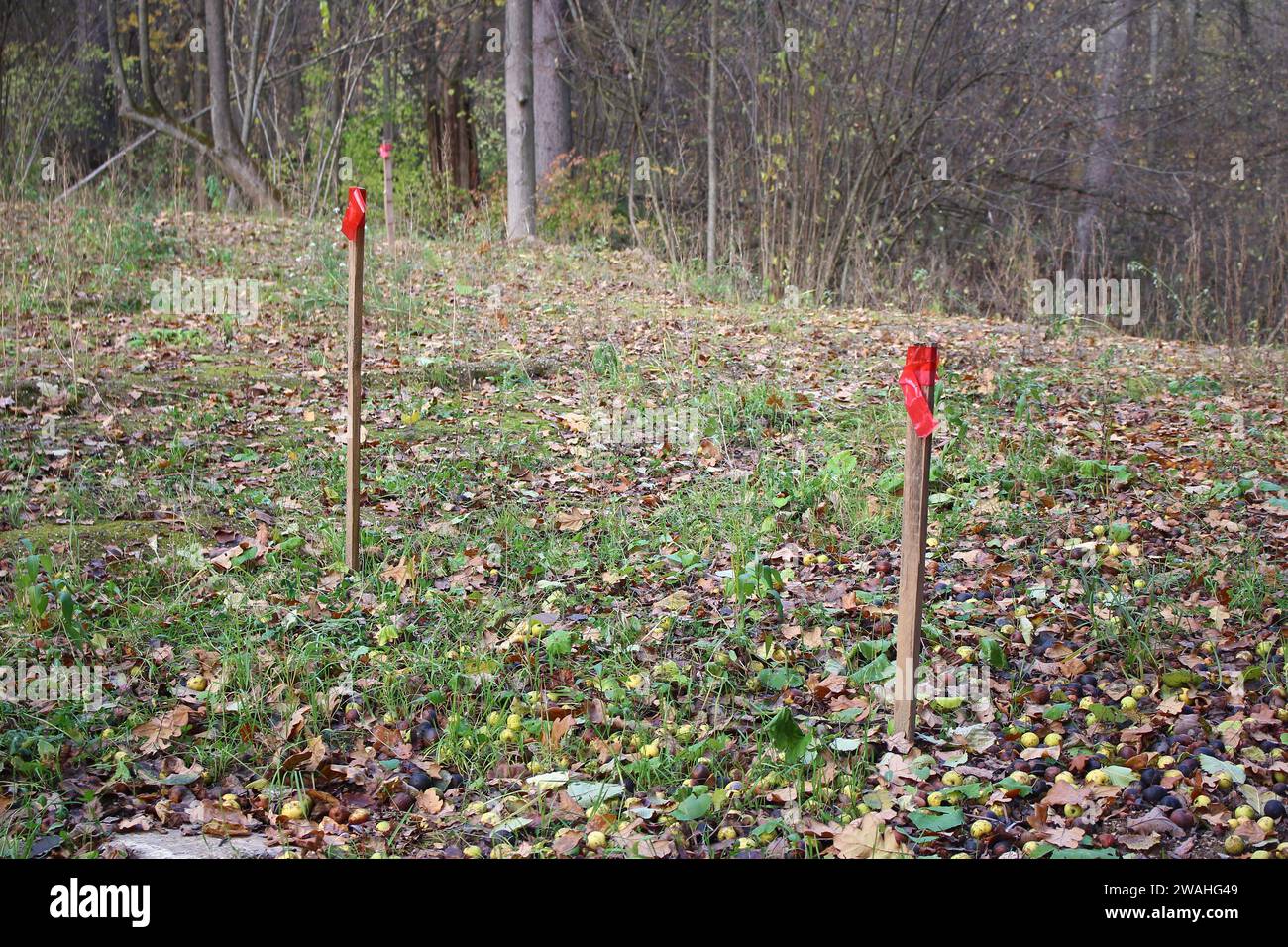 Pegs with red marks driven into the ground Stock Photo